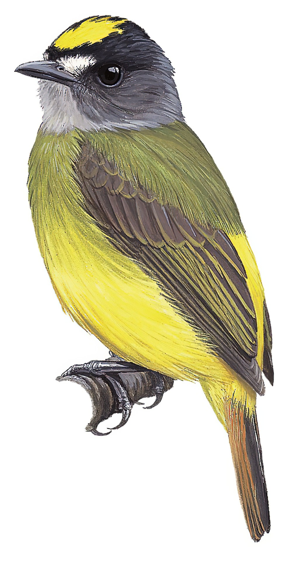 Ornate Flycatcher / Myiotriccus ornatus