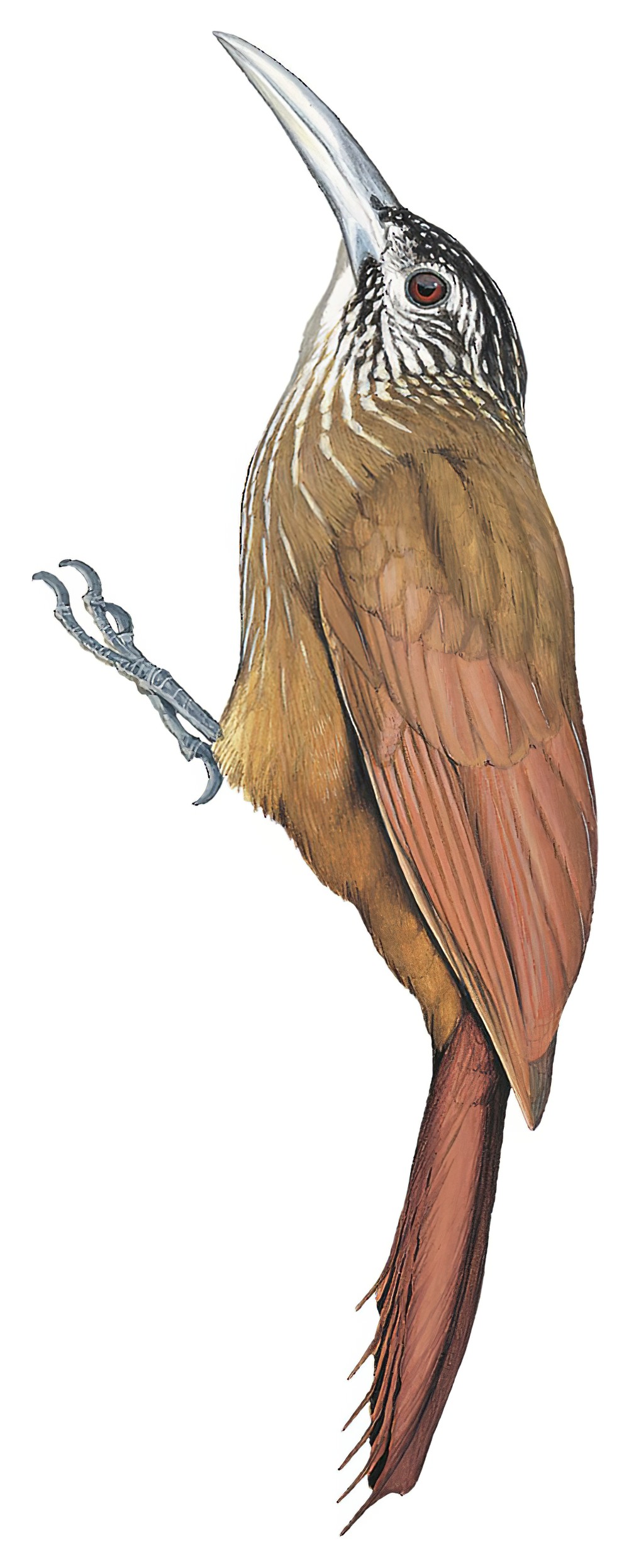 Strong-billed Woodcreeper / Xiphocolaptes promeropirhynchus