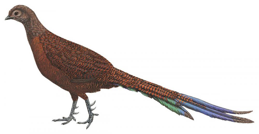 Bronze-tailed Peacock-Pheasant / Polyplectron chalcurum