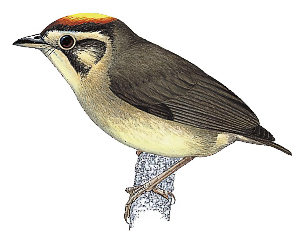 Golden-crowned Spadebill / Platyrinchus coronatus