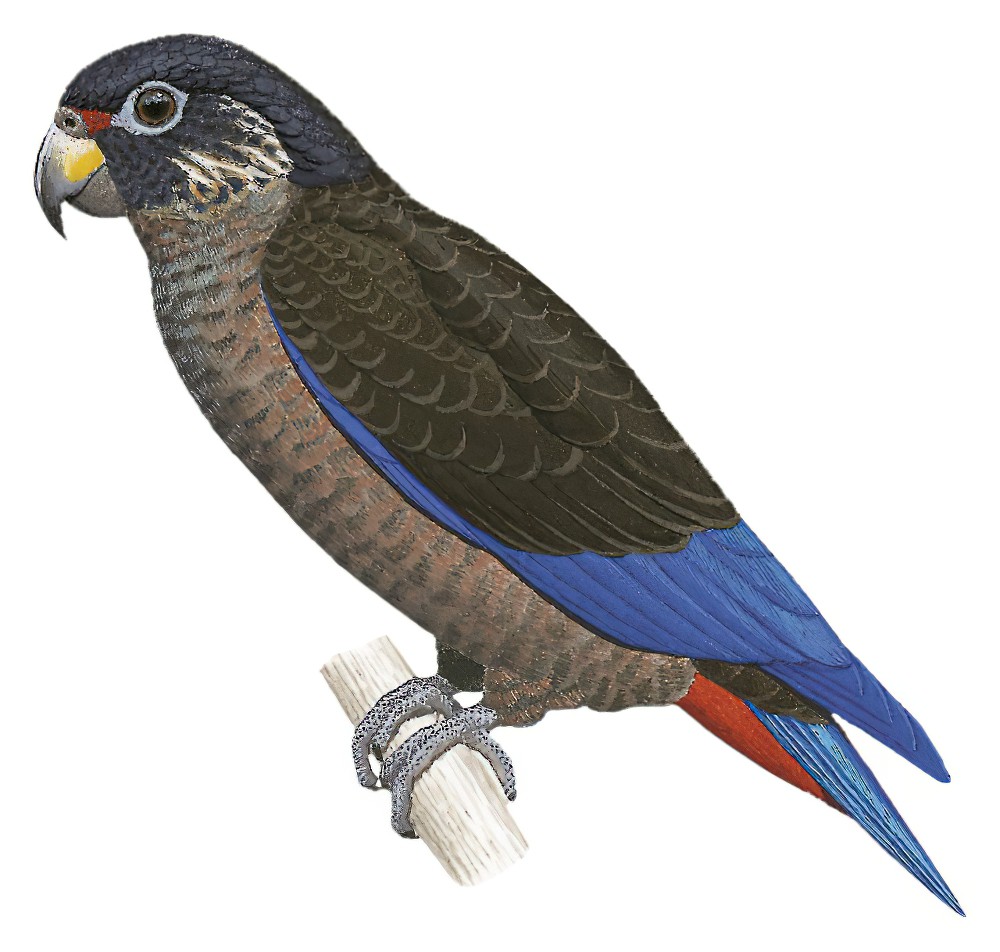 Dusky Parrot / Pionus fuscus