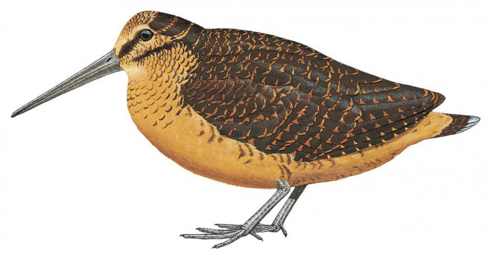 Sulawesi Woodcock / Scolopax celebensis