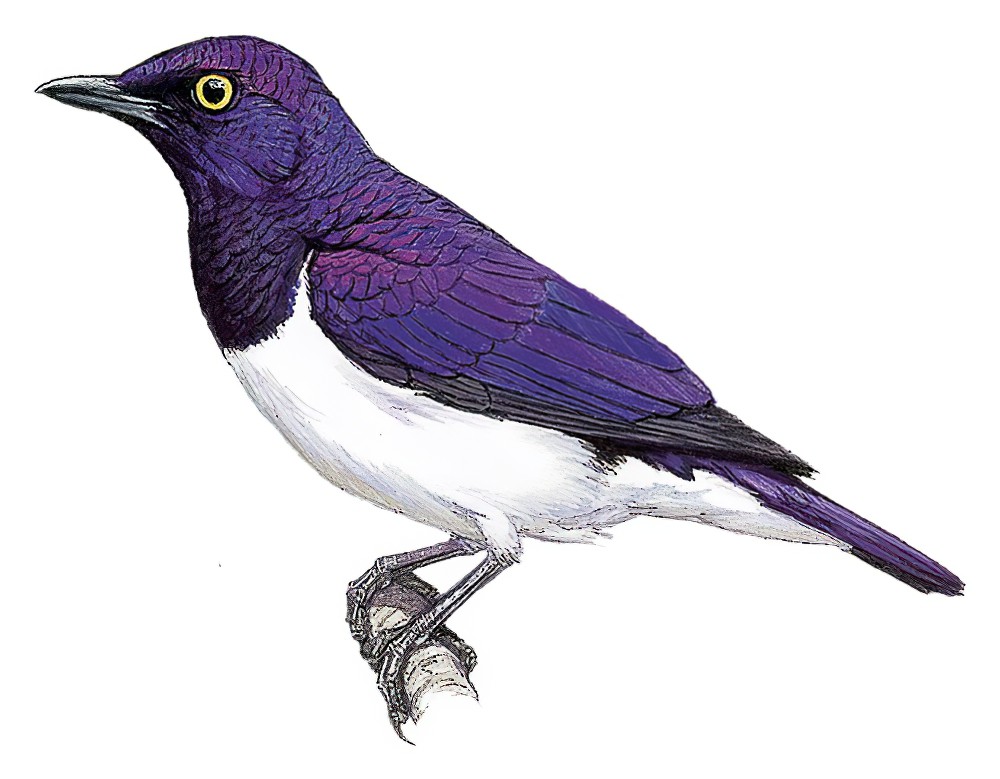 Violet-backed Starling / Cinnyricinclus leucogaster