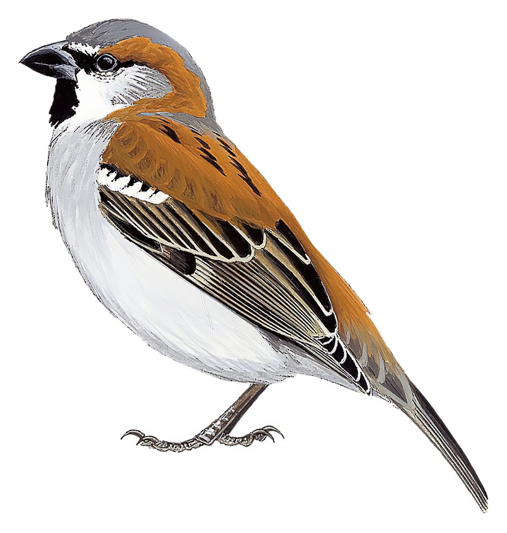 Great Rufous Sparrow / Passer motitensis