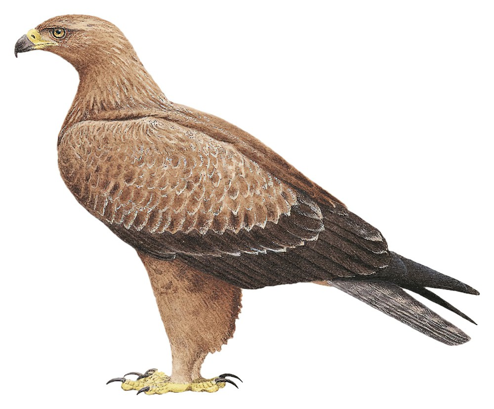 Tawny Eagle / Aquila rapax