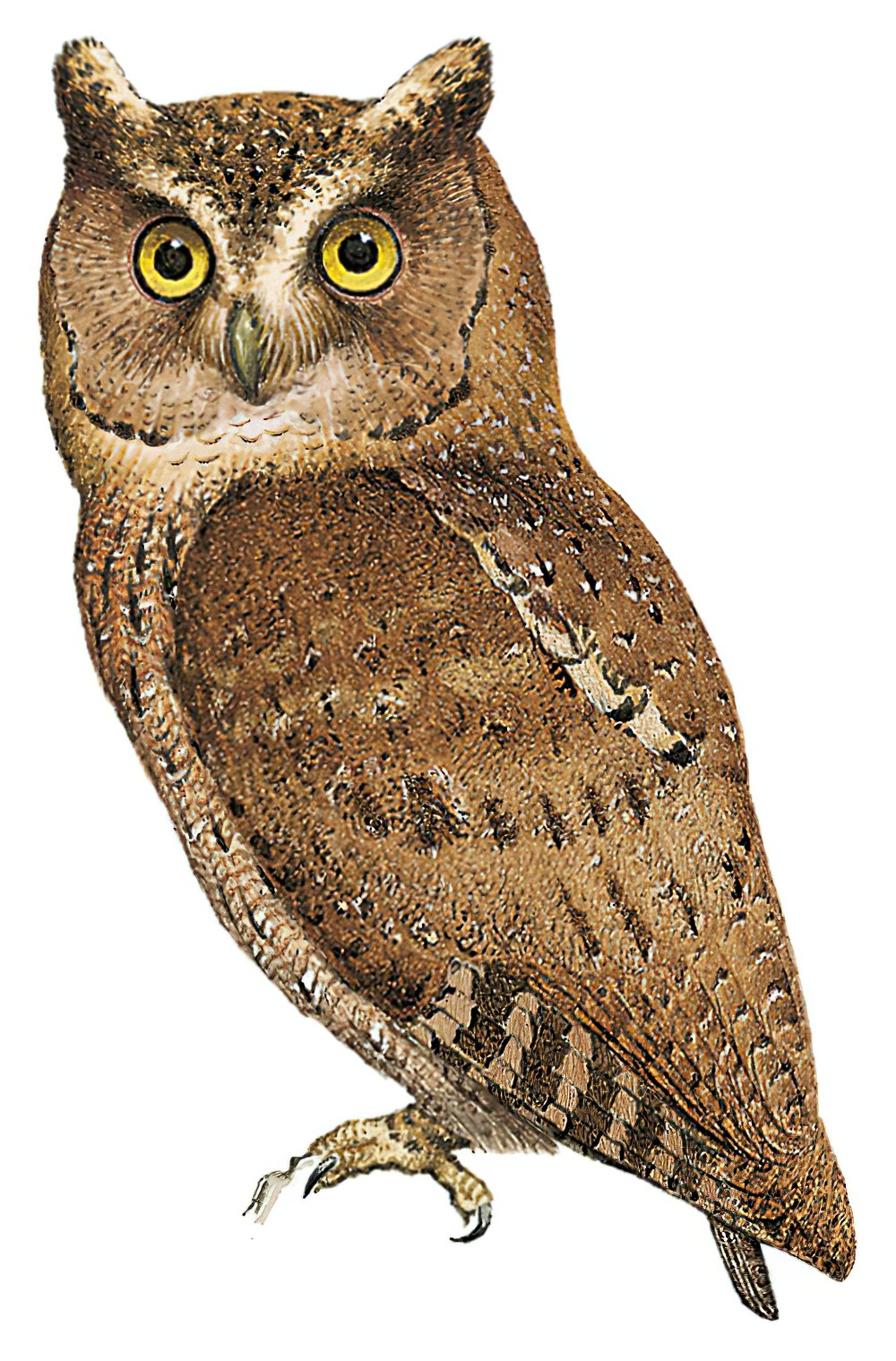 Siau Scops-Owl / Otus siaoensis