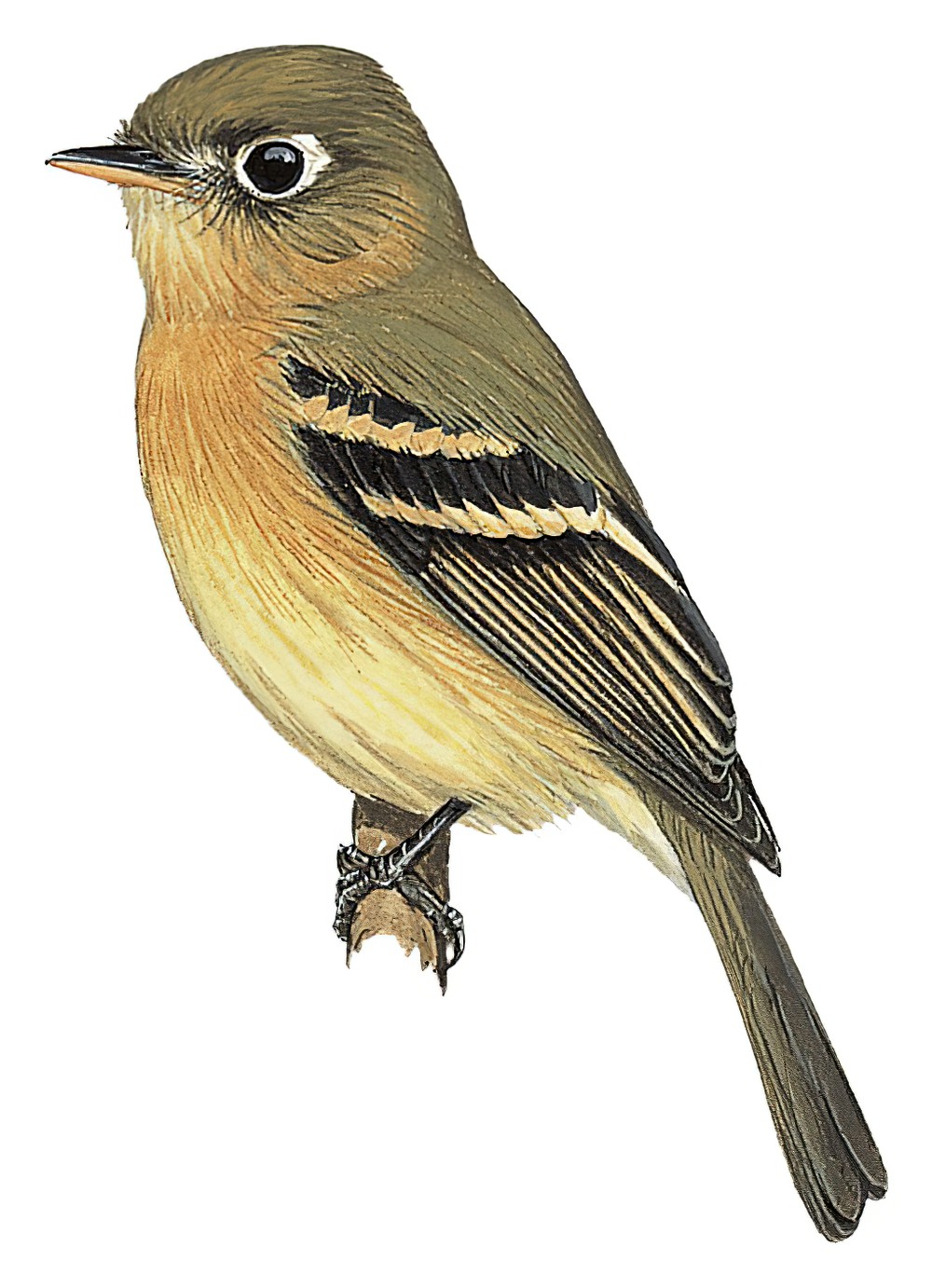 Yellowish Flycatcher / Empidonax flavescens