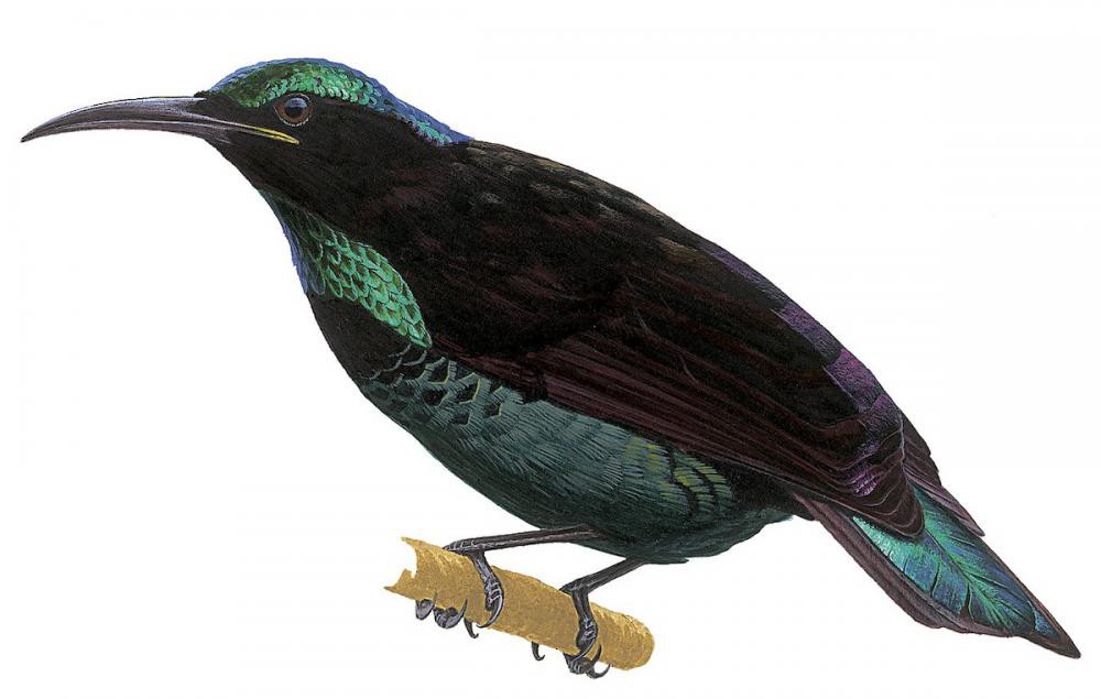 Paradise Riflebird / Ptiloris paradiseus