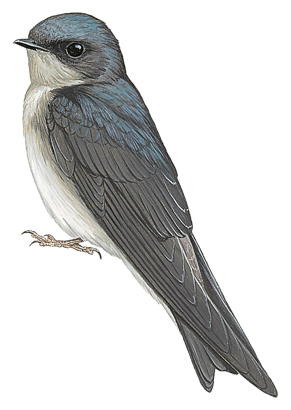 Andean Swallow / Orochelidon andecola