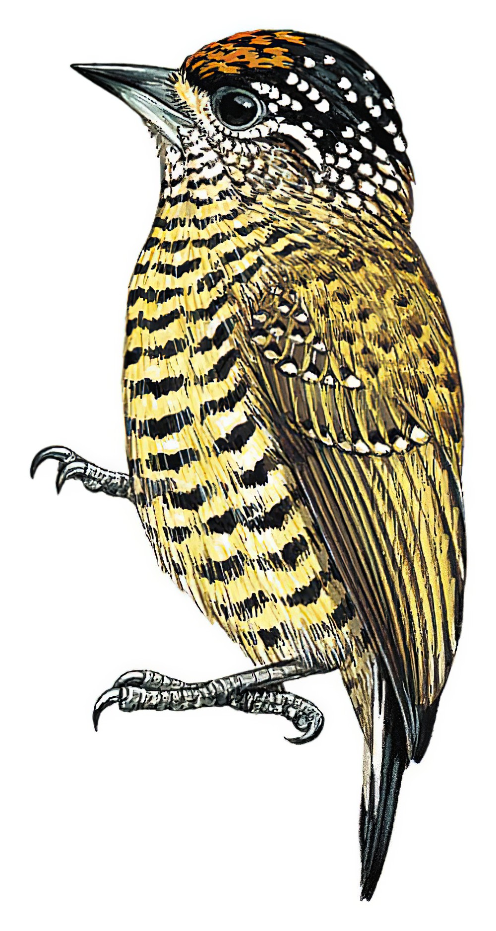 Golden-spangled Piculet / Picumnus exilis