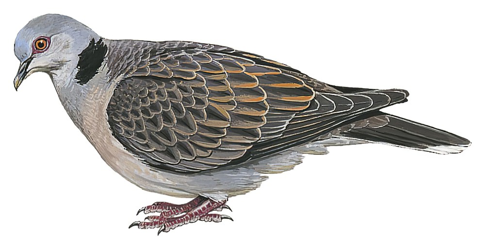 Dusky Turtle-Dove / Streptopelia lugens