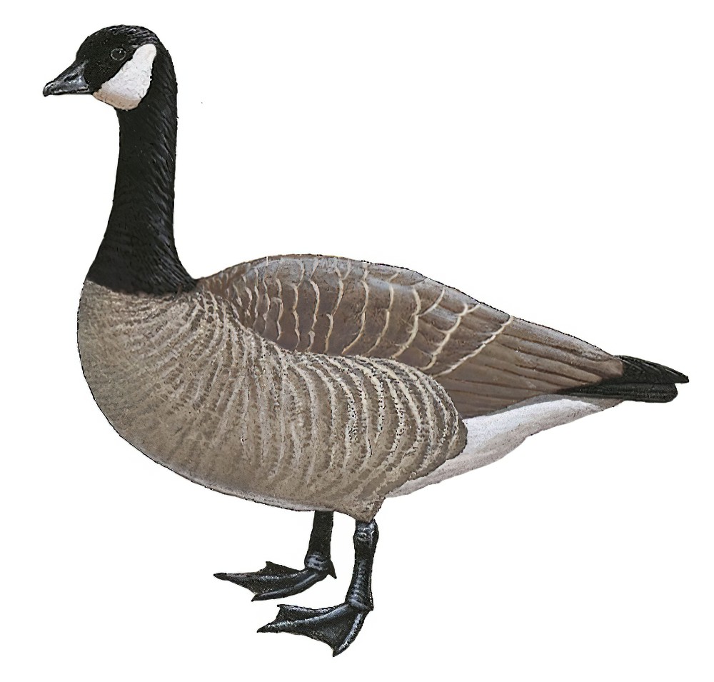 Cackling Goose / Branta hutchinsii