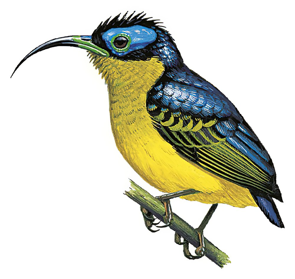 Common Sunbird-Asity / Neodrepanis coruscans