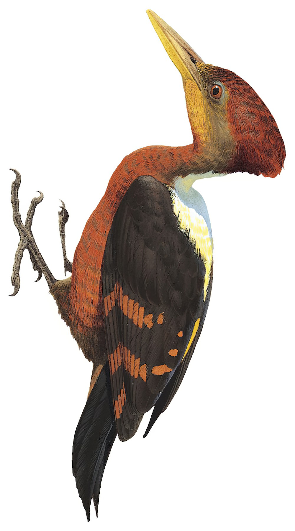 Orange-backed Woodpecker / Reinwardtipicus validus