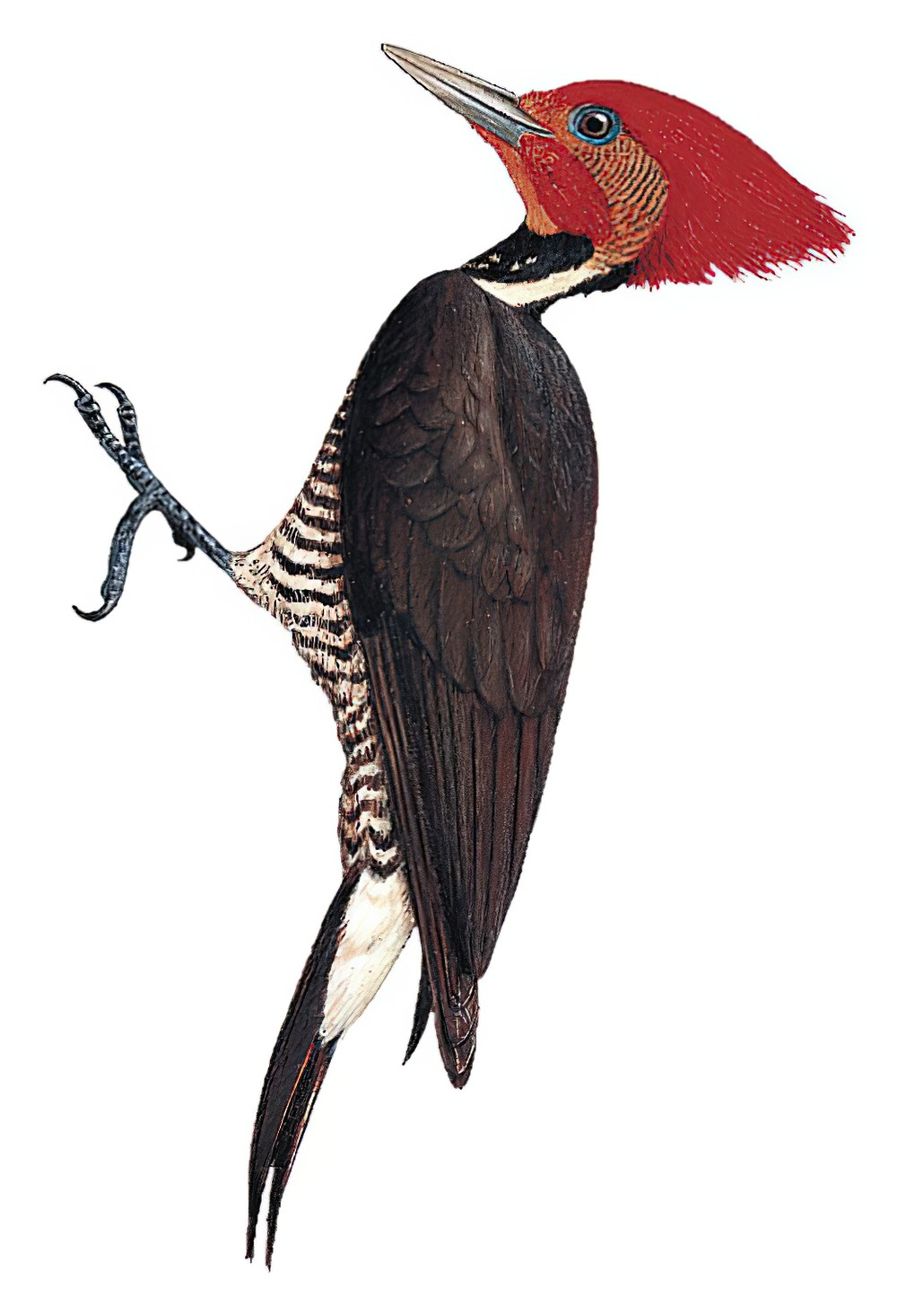Helmeted Woodpecker / Celeus galeatus
