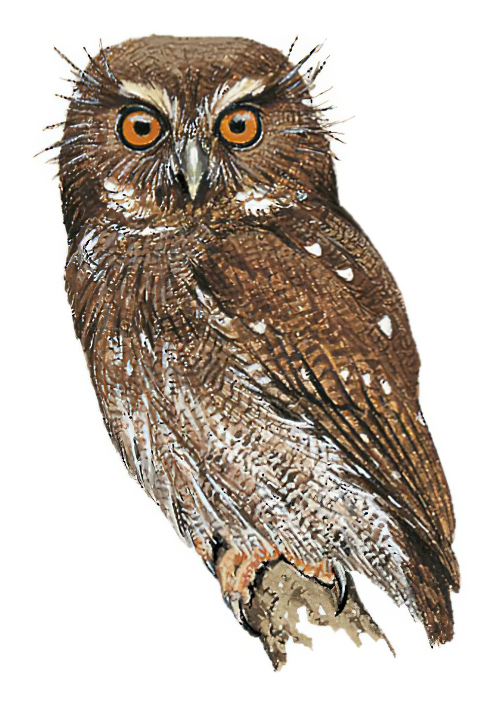 Long-whiskered Owlet / Xenoglaux loweryi