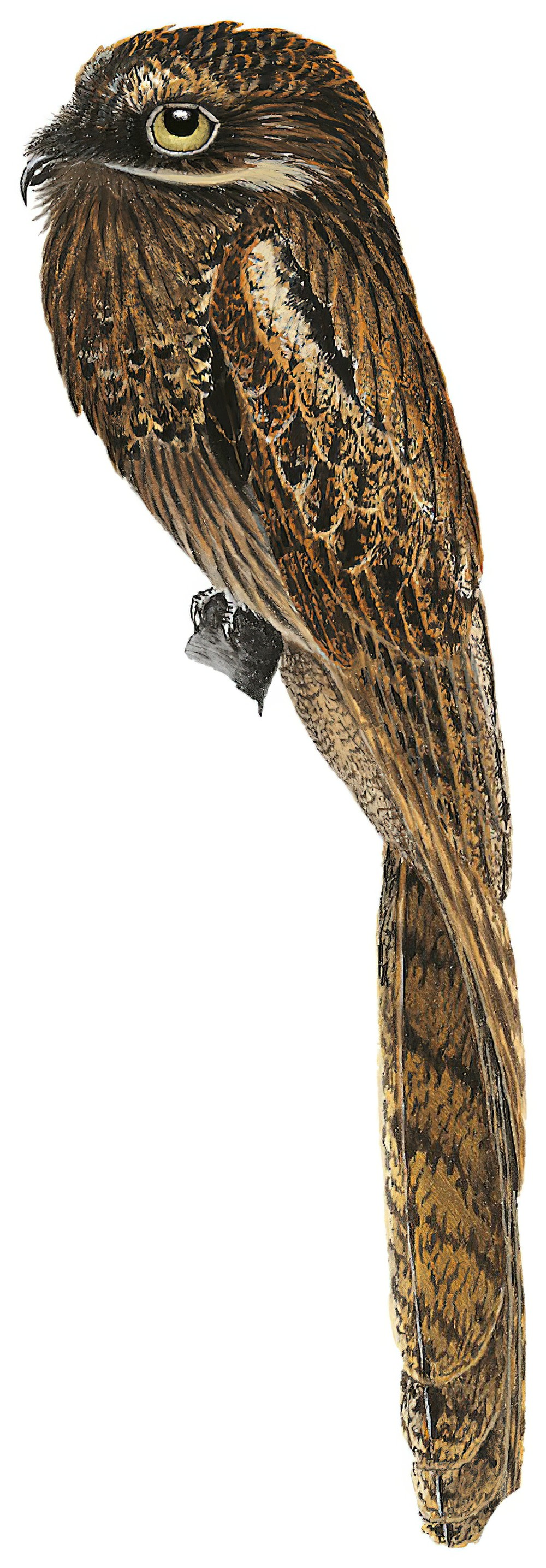 Long-tailed Potoo / Nyctibius aethereus