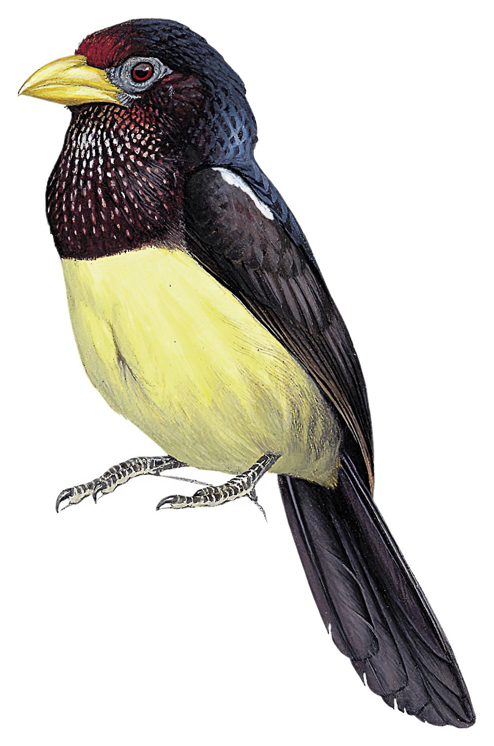 Yellow-billed Barbet / Trachyphonus purpuratus