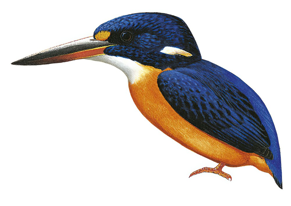 Guadalcanal Dwarf-Kingfisher / Ceyx nigromaxilla
