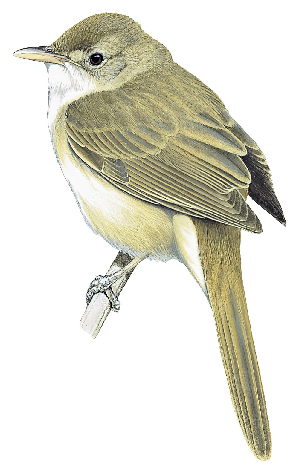 Thick-billed Warbler / Arundinax aedon