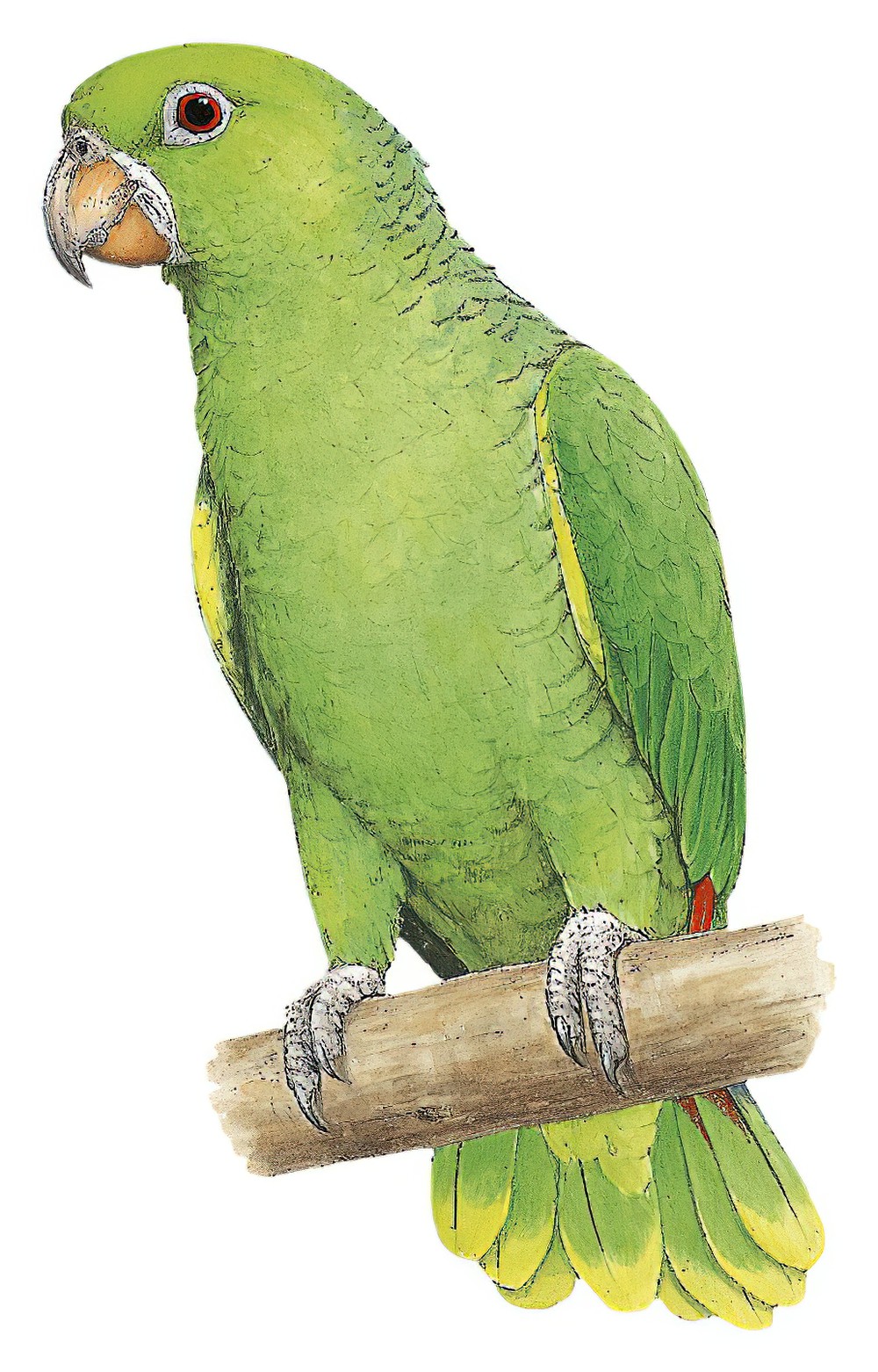Kawall\'s Parrot / Amazona kawalli