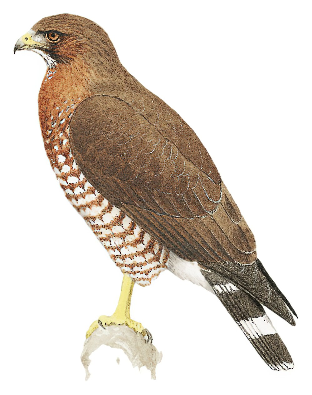 Broad-winged Hawk / Buteo platypterus
