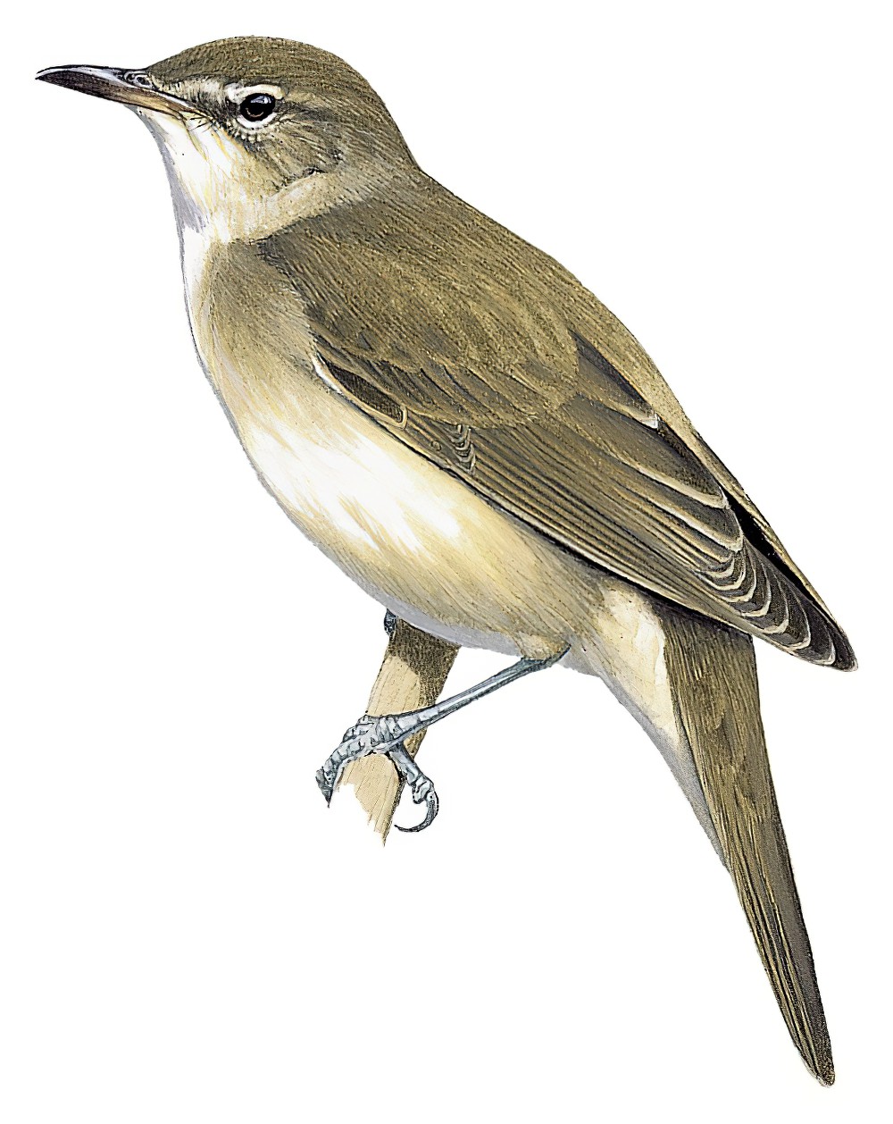 Basra Reed Warbler / Acrocephalus griseldis