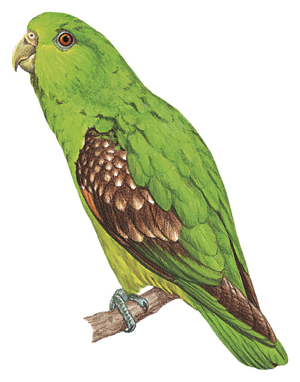 Spot-winged Parrotlet / Touit stictopterus