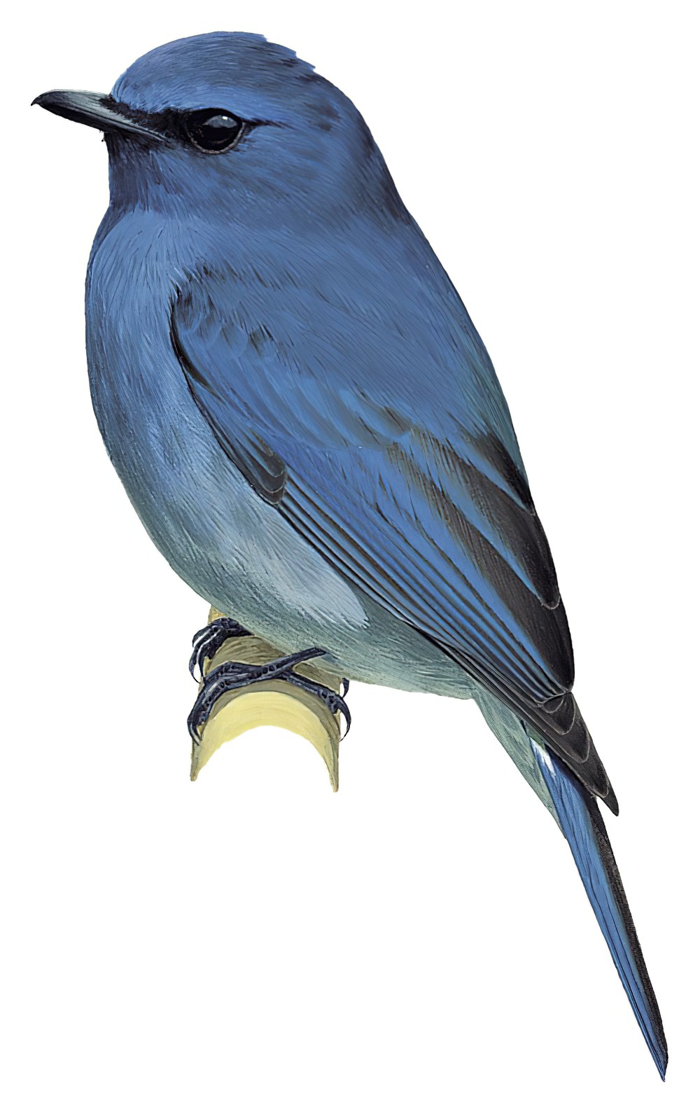 Nilgiri Flycatcher / Eumyias albicaudatus