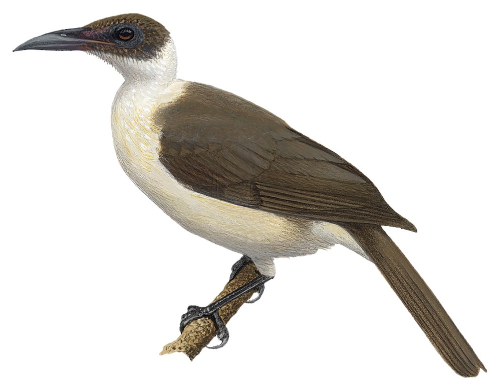 White-naped Friarbird / Philemon albitorques