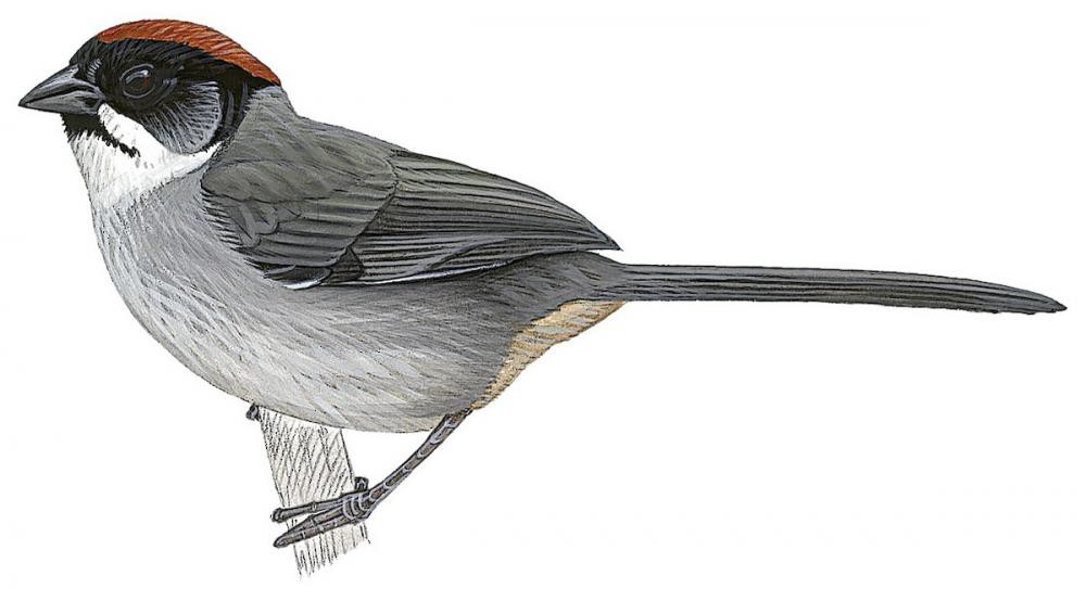 Bay-crowned Brushfinch / Atlapetes seebohmi