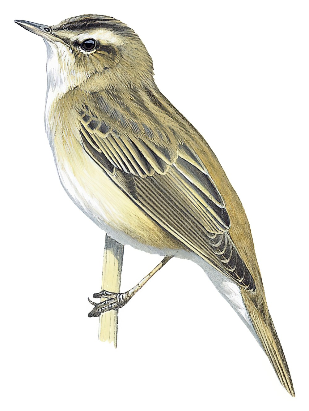 Sedge Warbler / Acrocephalus schoenobaenus