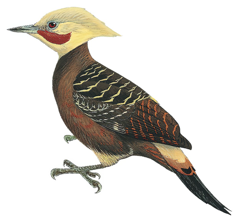 Pale-crested Woodpecker / Celeus lugubris