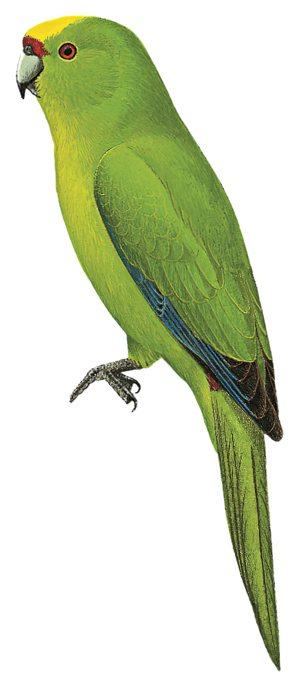 Chatham Islands Parakeet / Cyanoramphus forbesi