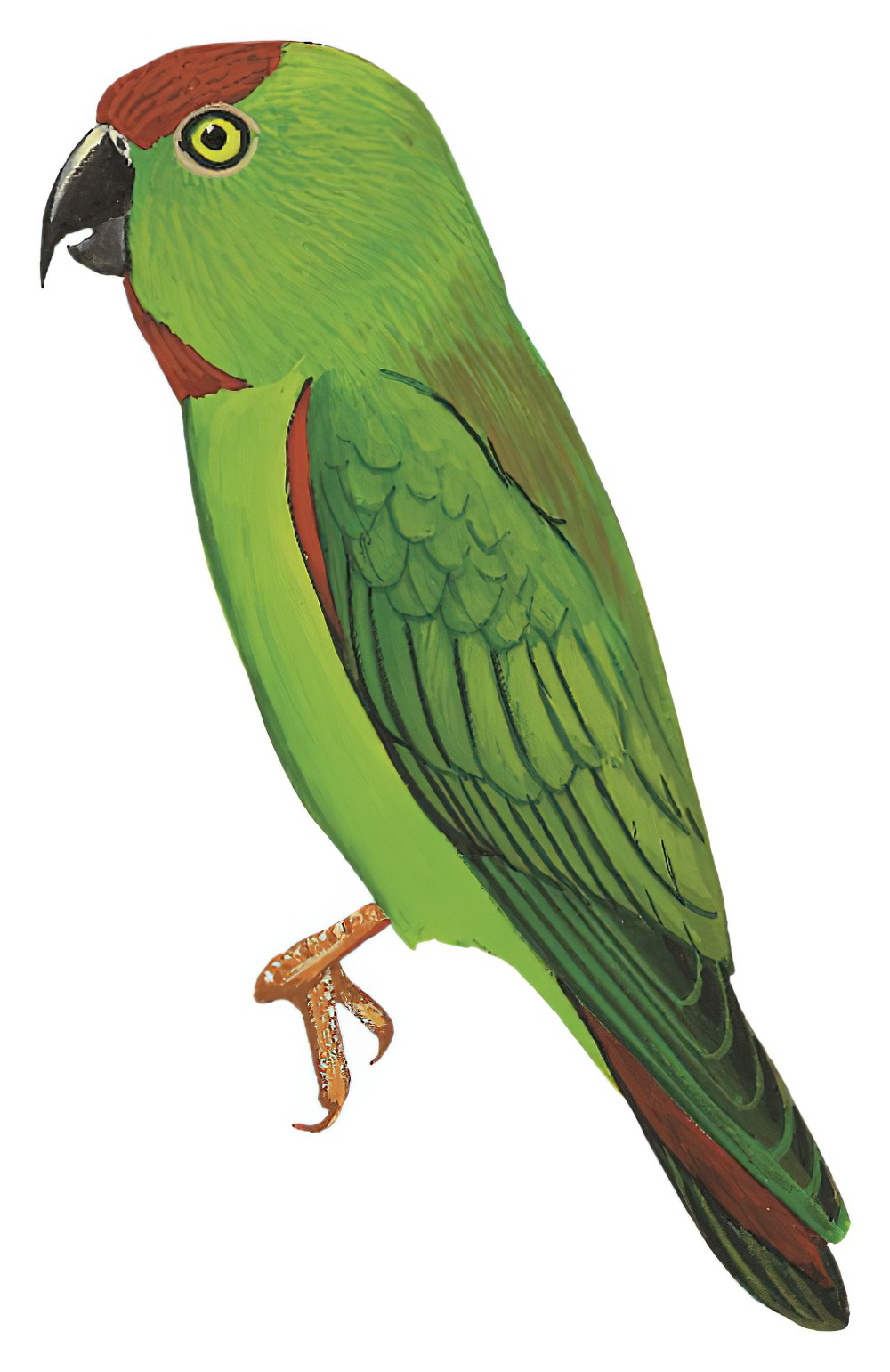 Sulawesi Hanging-Parrot / Loriculus stigmatus