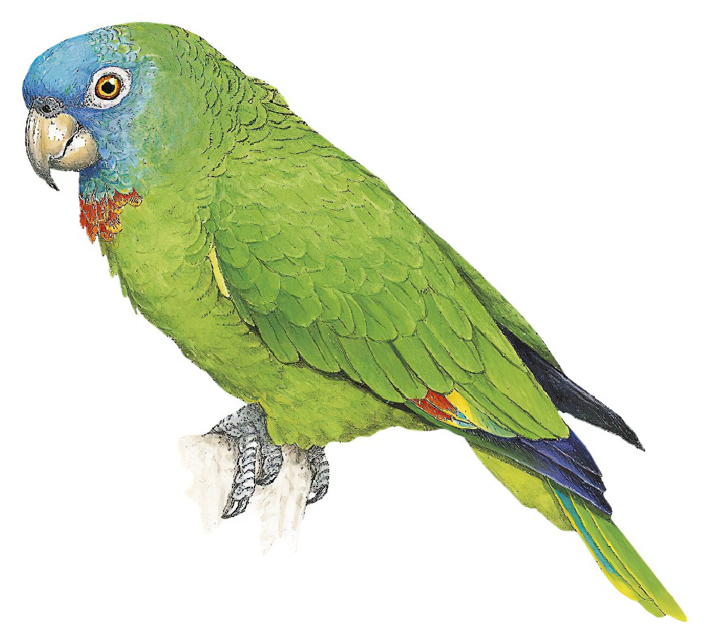 Red-necked Parrot / Amazona arausiaca