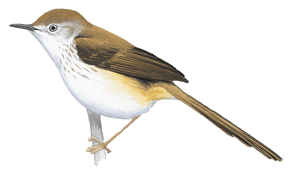 Namaqua Warbler / Phragmacia substriata