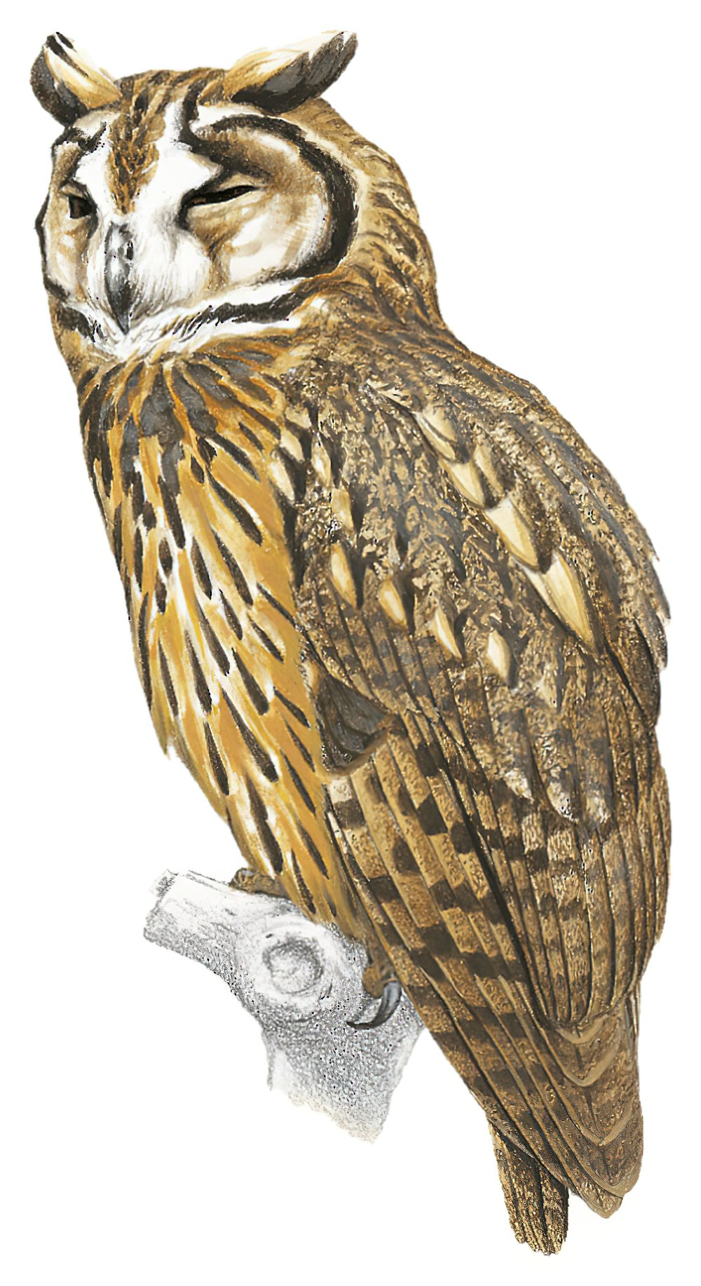 Striped Owl / Asio clamator