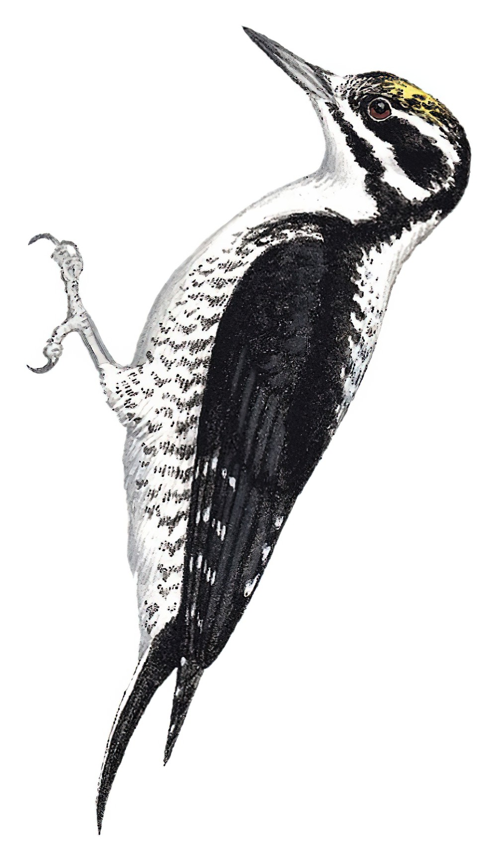 American Three-toed Woodpecker / Picoides dorsalis