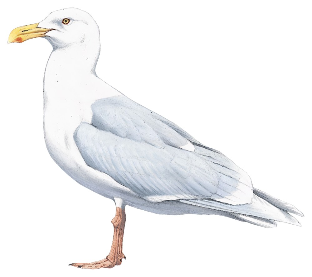 Glaucous Gull / Larus hyperboreus