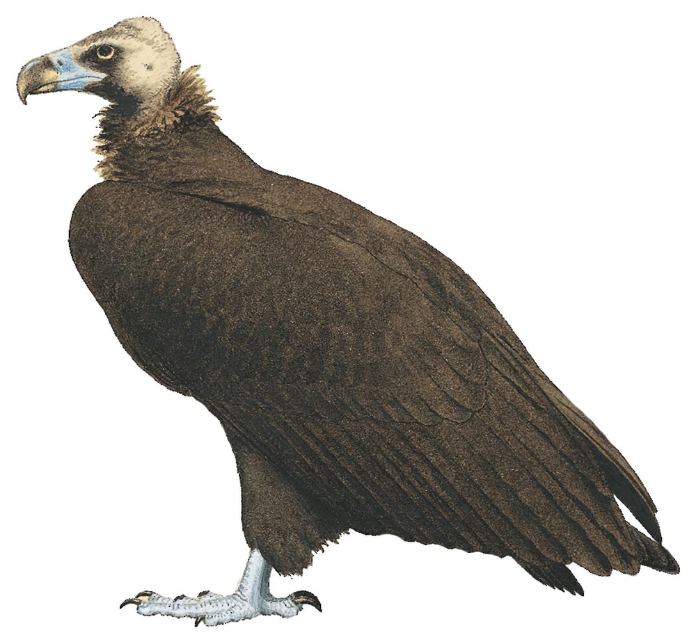 Cinereous Vulture / Aegypius monachus