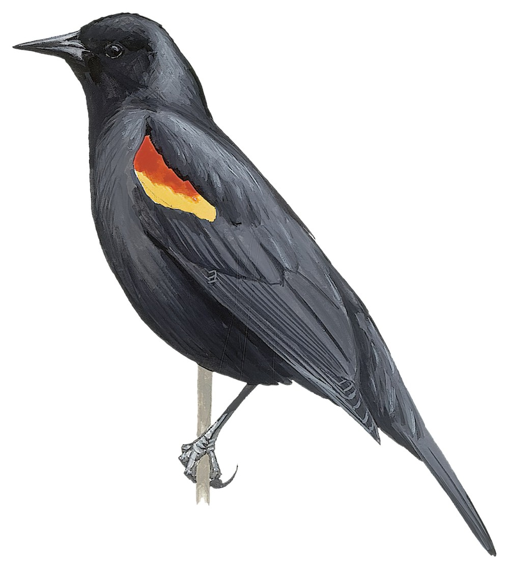Red-shouldered Blackbird / Agelaius assimilis