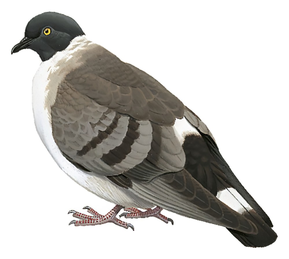 Snow Pigeon / Columba leuconota