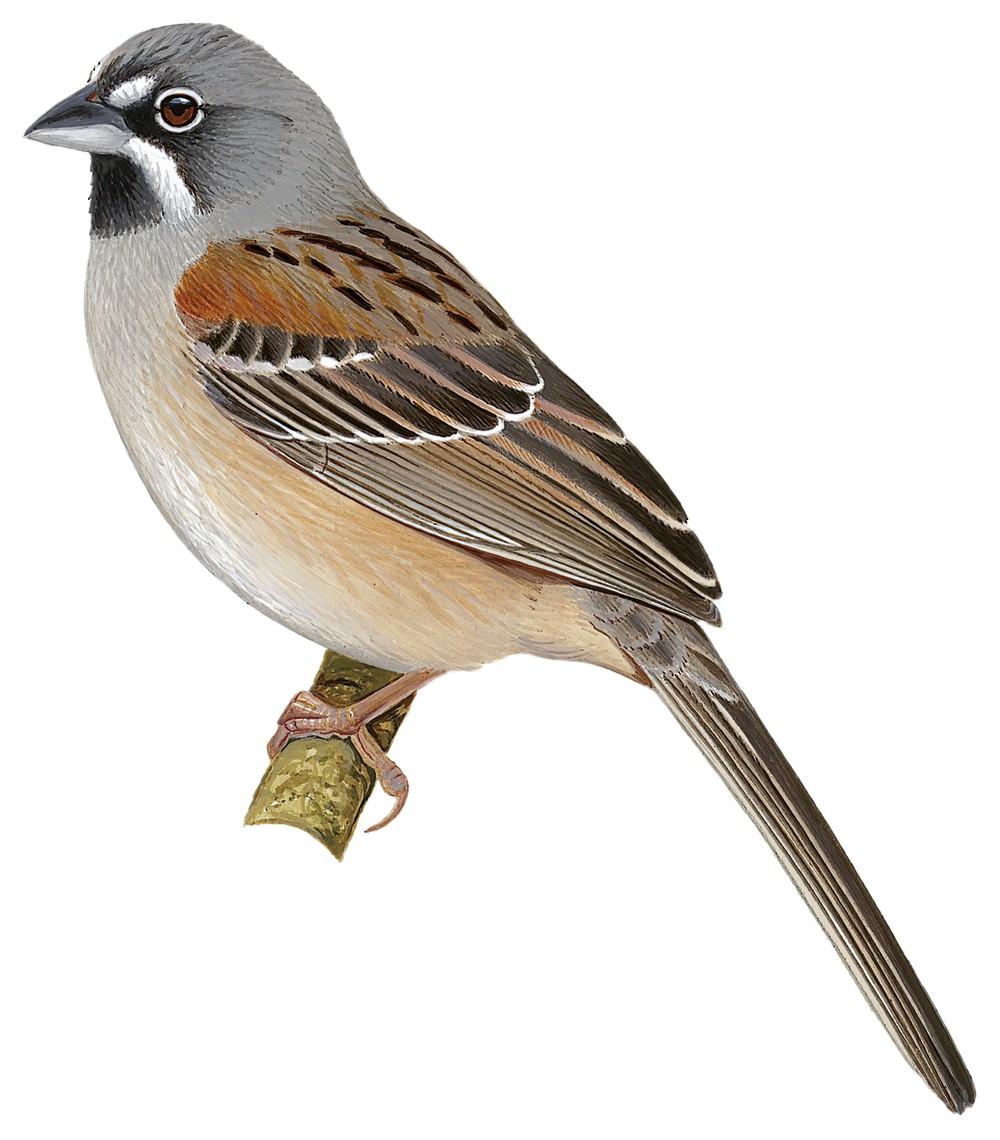 Bridled Sparrow / Peucaea mystacalis