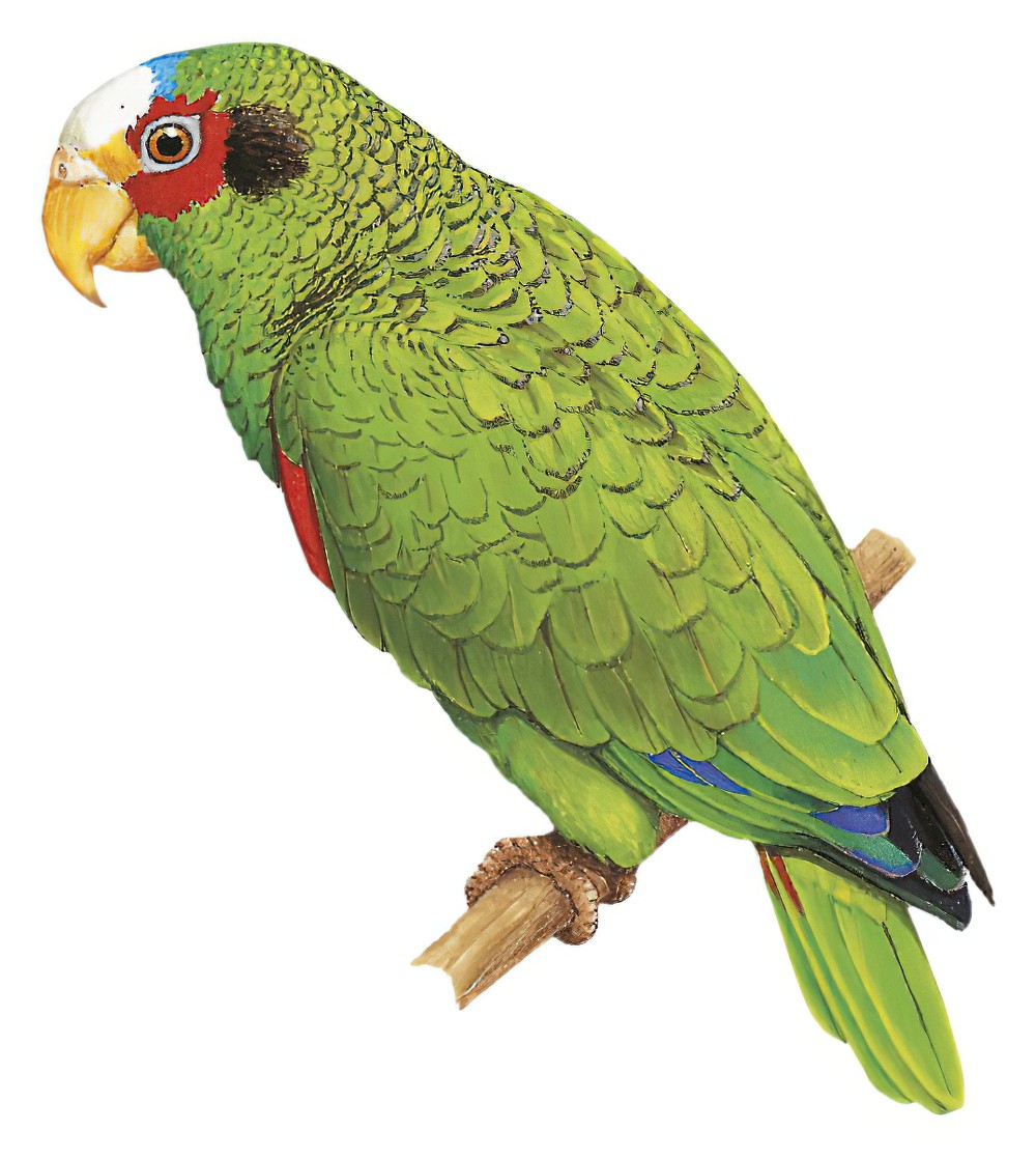 Yellow-lored Parrot / Amazona xantholora