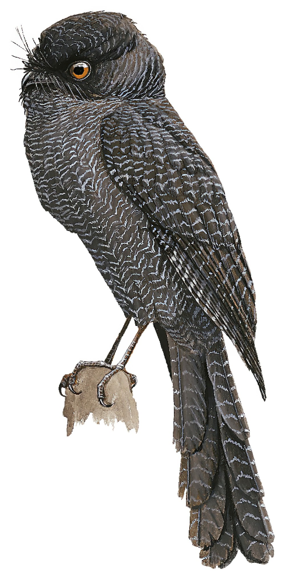 New Caledonian Owlet-nightjar / Aegotheles savesi