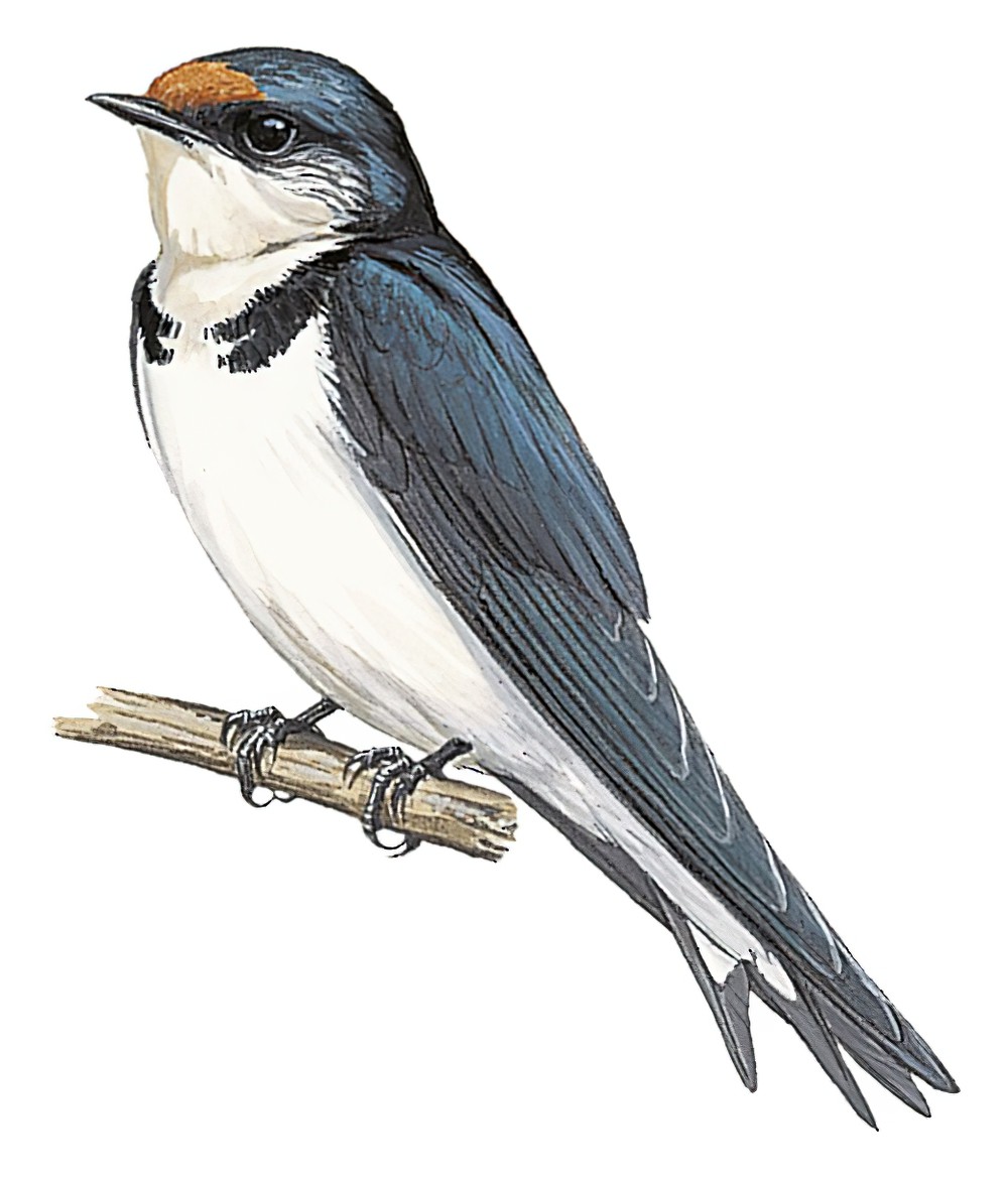 Ethiopian Swallow / Hirundo aethiopica