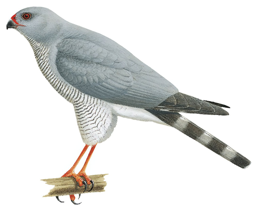 Ovambo Sparrowhawk / Accipiter ovampensis