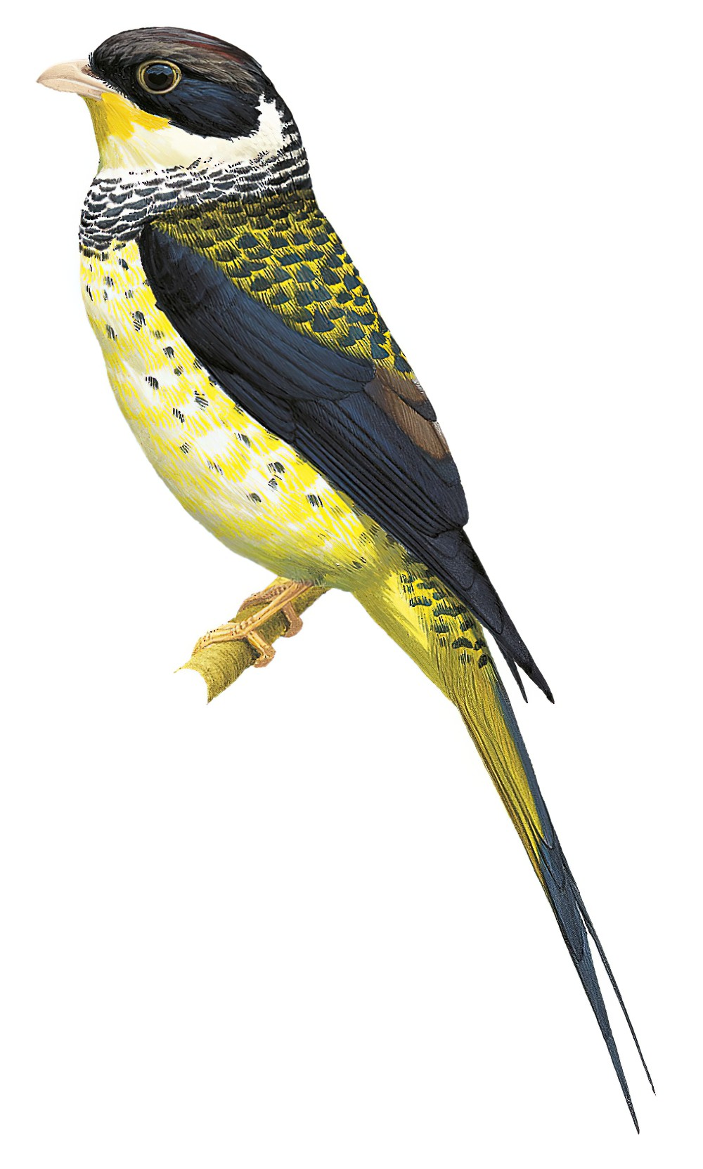 Swallow-tailed Cotinga / Phibalura flavirostris