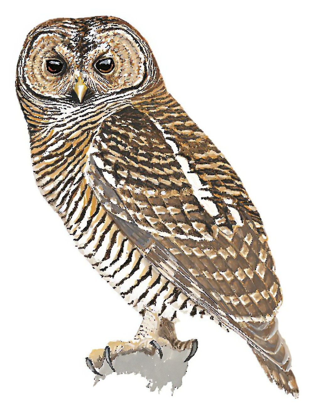 Rusty-barred Owl / Strix hylophila